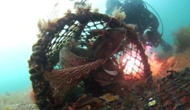 Divers rescue sharks trapped in crab pot