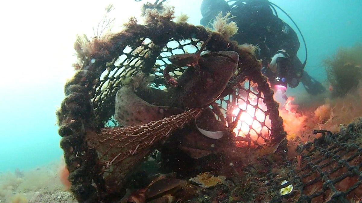 Divers rescue sharks trapped in crab pot