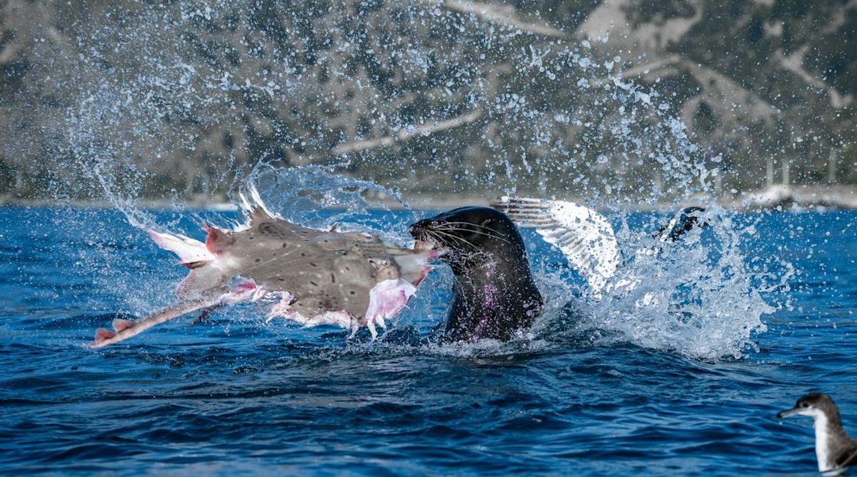 This award-winning photo reminds us that the best wildlife shots come from watching, not chasing