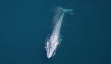 Photos: Scientists take to the skies and spot more than 2,000 species at marine monument