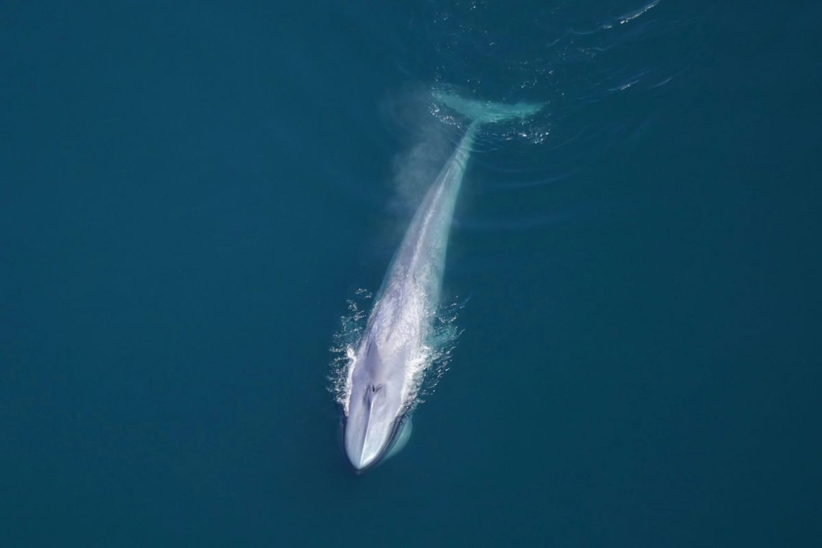 Photos: Scientists take to the skies and spot more than 2,000 species at marine monument