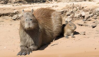 Wildlife Park Guests Get the Cutest Surprise From a Proud Capybara Mom