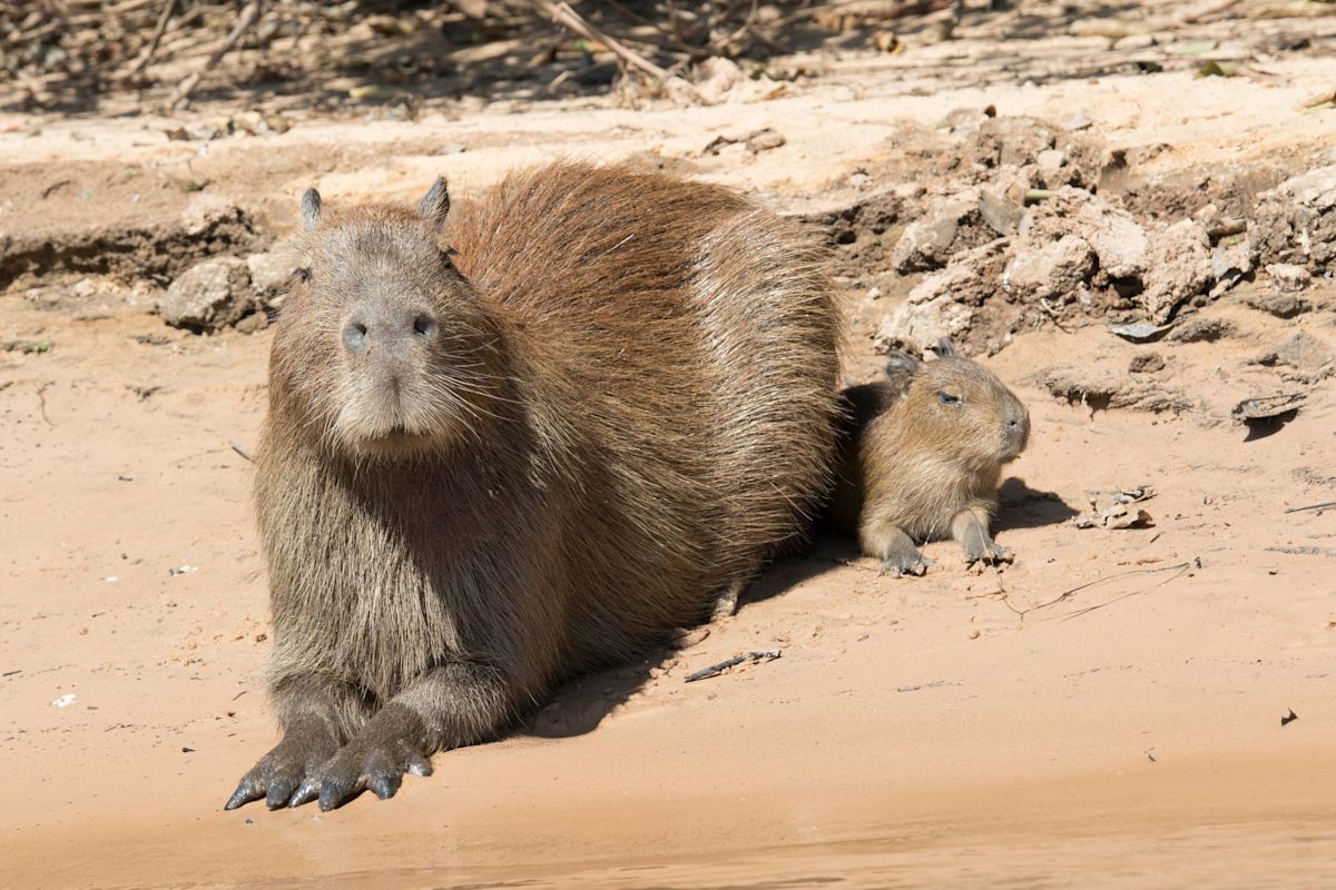 Wildlife Park Guests Get the Cutest Surprise From a Proud Capybara Mom