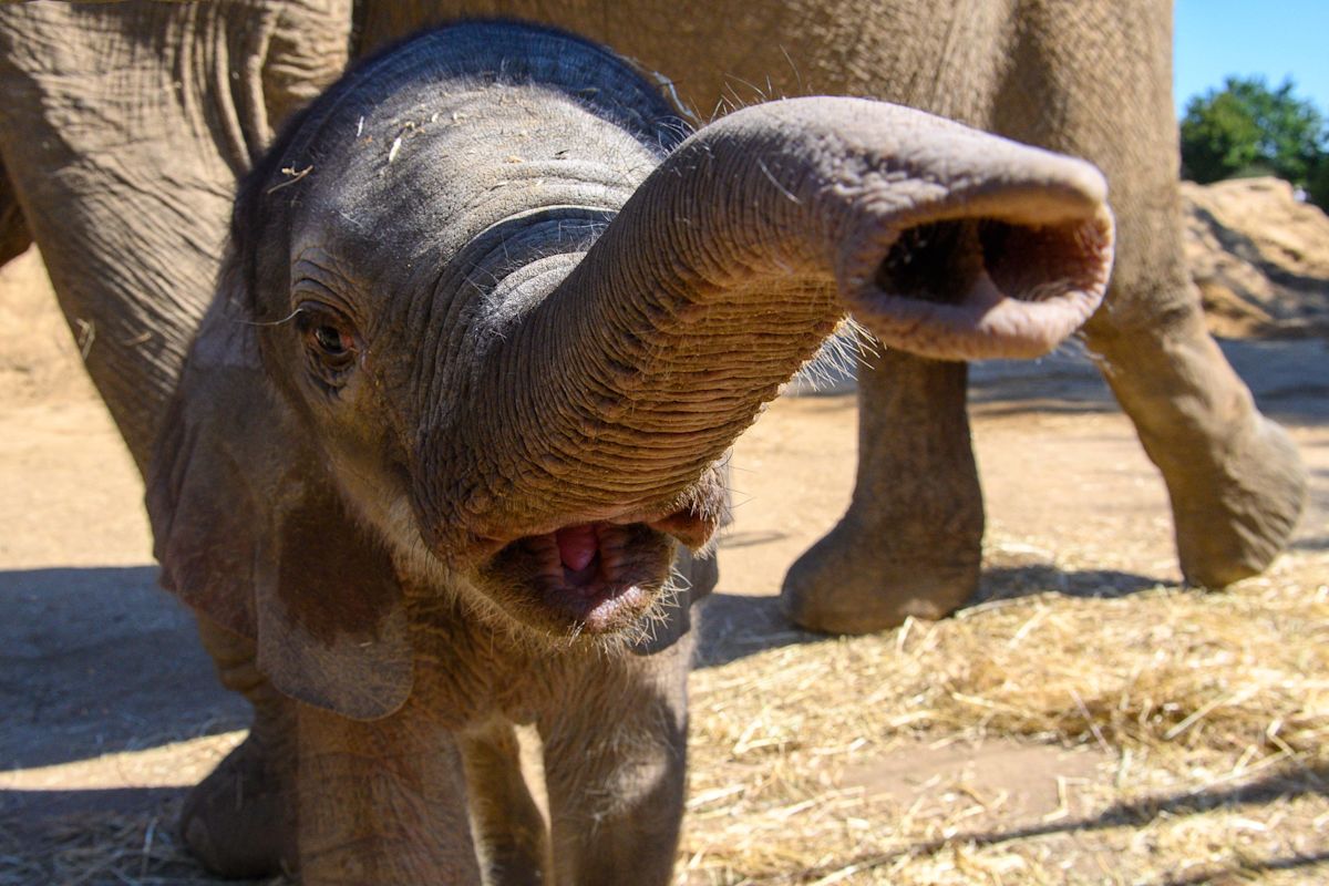 This Baby Elephant Frisking Her Handler for Snacks Is a Whole Vibe