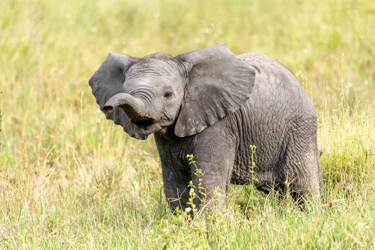 Adorable Baby Elephant at Zoo Plays With a Ball and We Are in Love