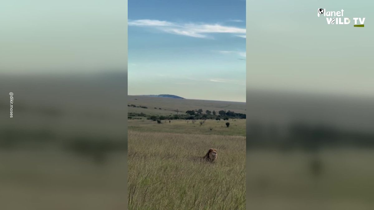 Safari Vehicle Gets Caught In Middle Of Wild Lion Chase