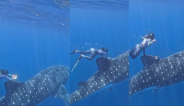 How do you tag the world’s biggest fish? Fins and flexibility.
