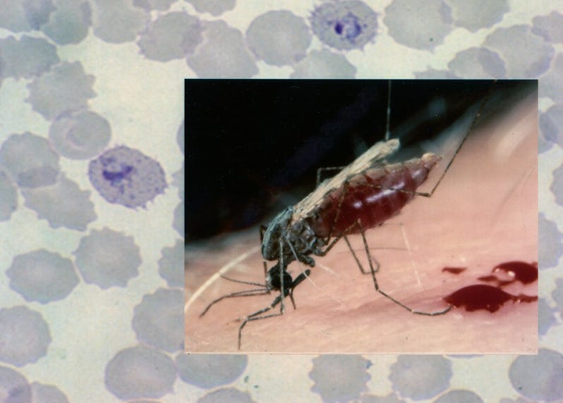 DRC reports 26 million malaria cases in 2025