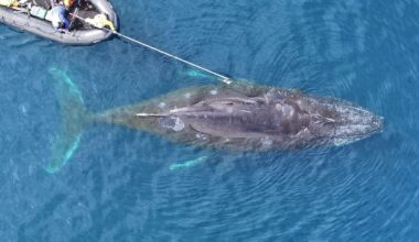 Scientists Are Starting To Understand The 'Largest Biomechanical Event on Earth': Whales Hunting For Food on a Single Breath : ScienceAlert