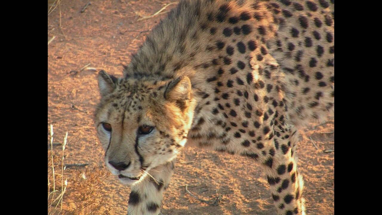 Hungry_Cheetah