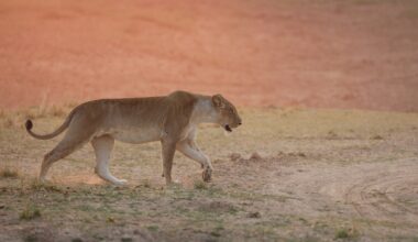 World Lion Day: The communities living with lions