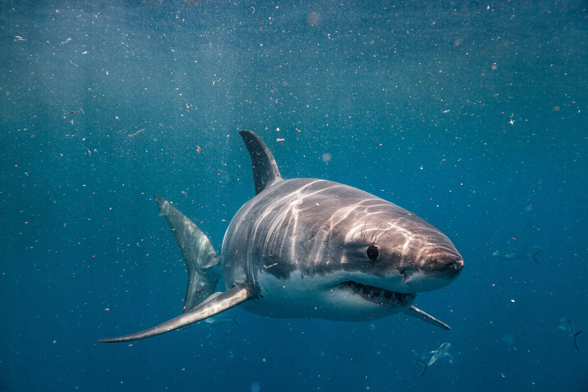 More Sharks Off New York’s Beaches, and Scientists Say That’s Good News