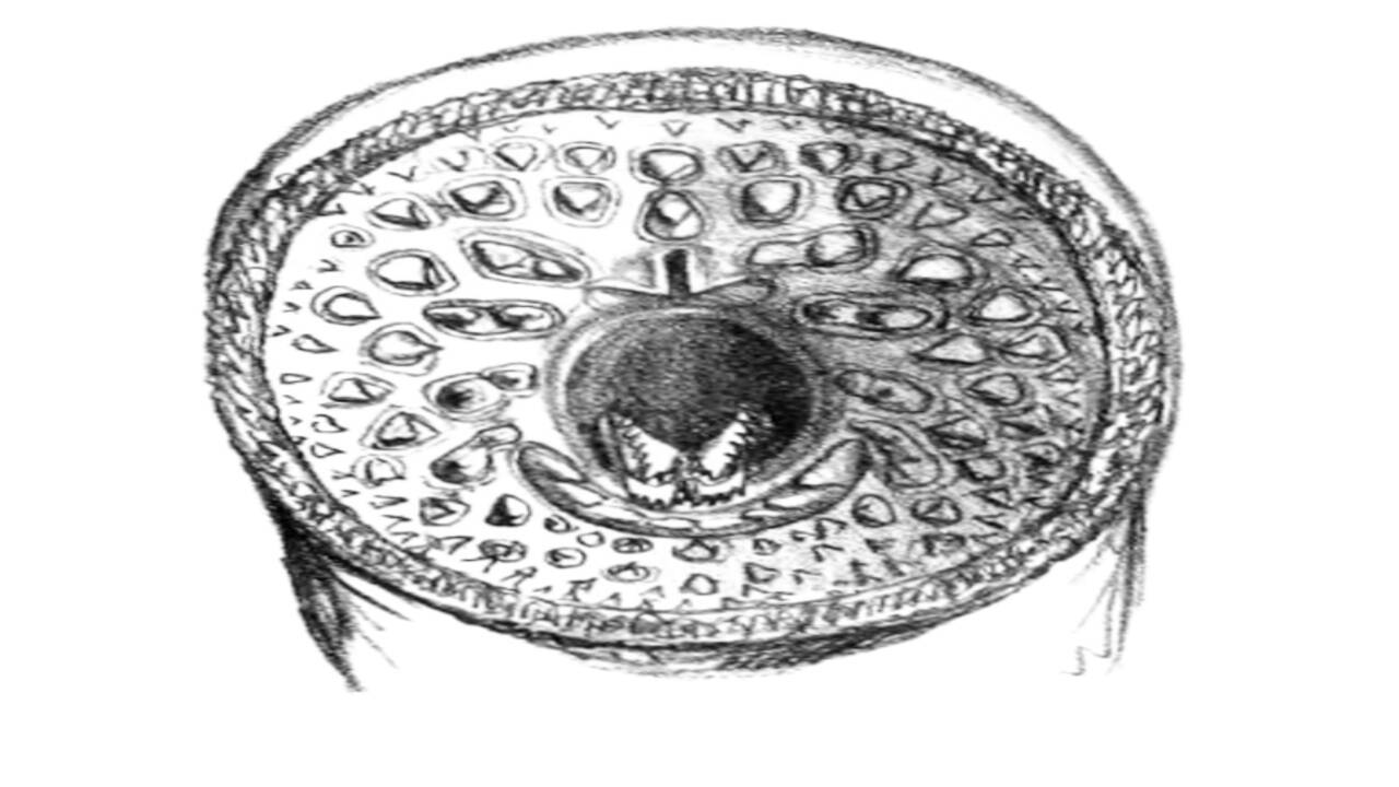 Adult Sea Lamprey, mouth from ventral. Credits—Wikimedia Commons image (37).jpg.