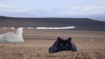 In 1951, France released two cats on Kerguelen Island to control rodents and their Feral population reached about 7,000 and began hunting Albatross chicks