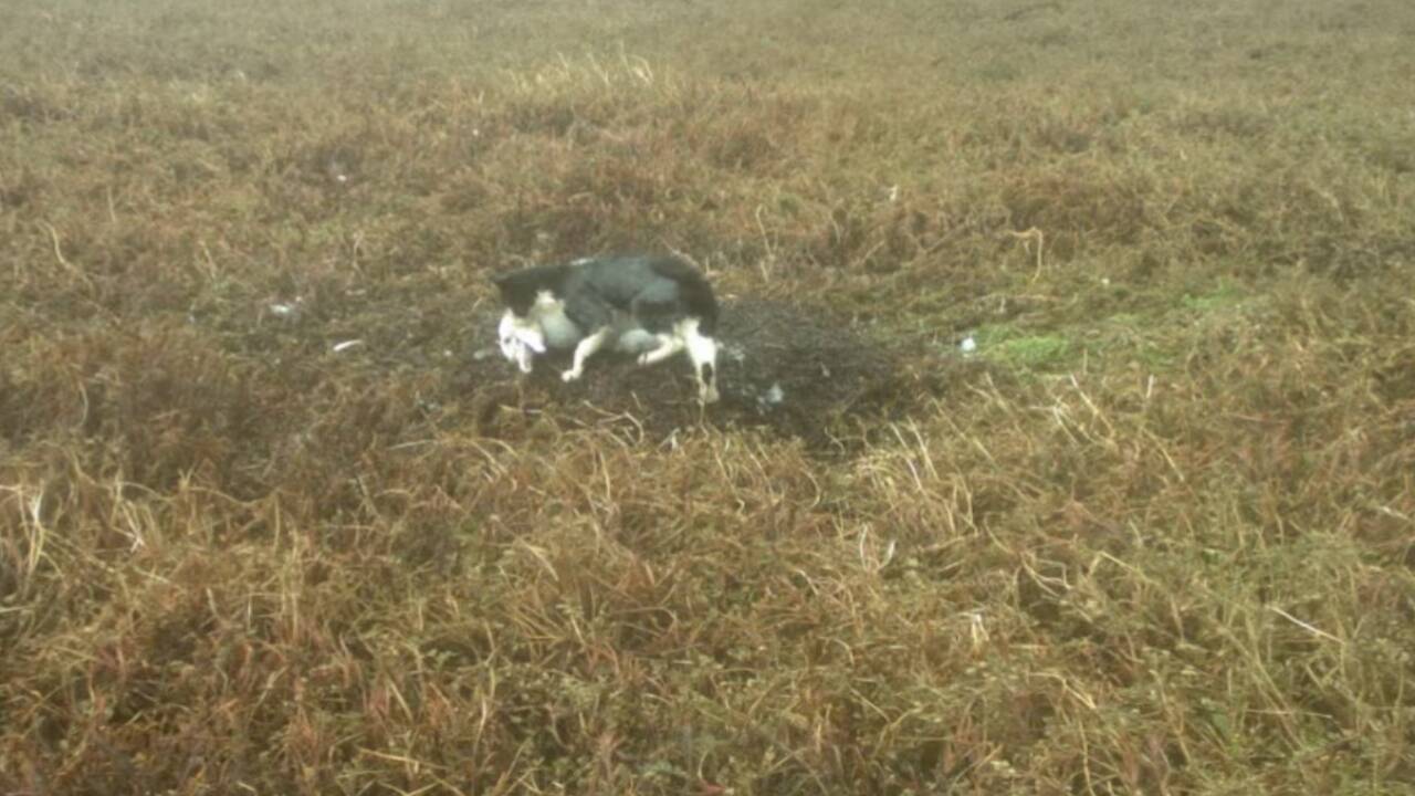 A feral cat attacking an albatross. Credits - @SmartestYearEver/Youtube image (6)