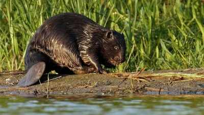 In 1937, Finland released seven American beavers to restore its extinct native beaver; scientists learned 36 years later that they were a different species