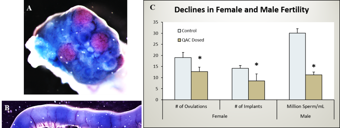 The correlation between infertility and quaternary ammonium compounds