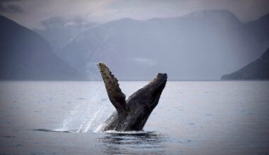 Two fisheries officers injured when vessel collides with humpback whale in B.C.