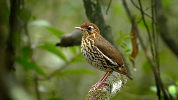 The Baturité antthrush (Chamaeza baturitensis). Image credit: Fábio Nunes.