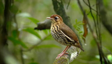 Ornithologists Discover New Bird Species in Brazil