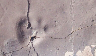 55-Million-Year-Old Predatory Mammal Footprint Found in Antarctica