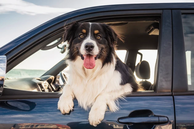 Dog leaning out window of car