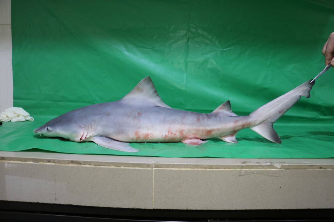 A dead juvenile Ganges shark, photographed by researcher Michael Grant in North Kalimantan, Indonesia.