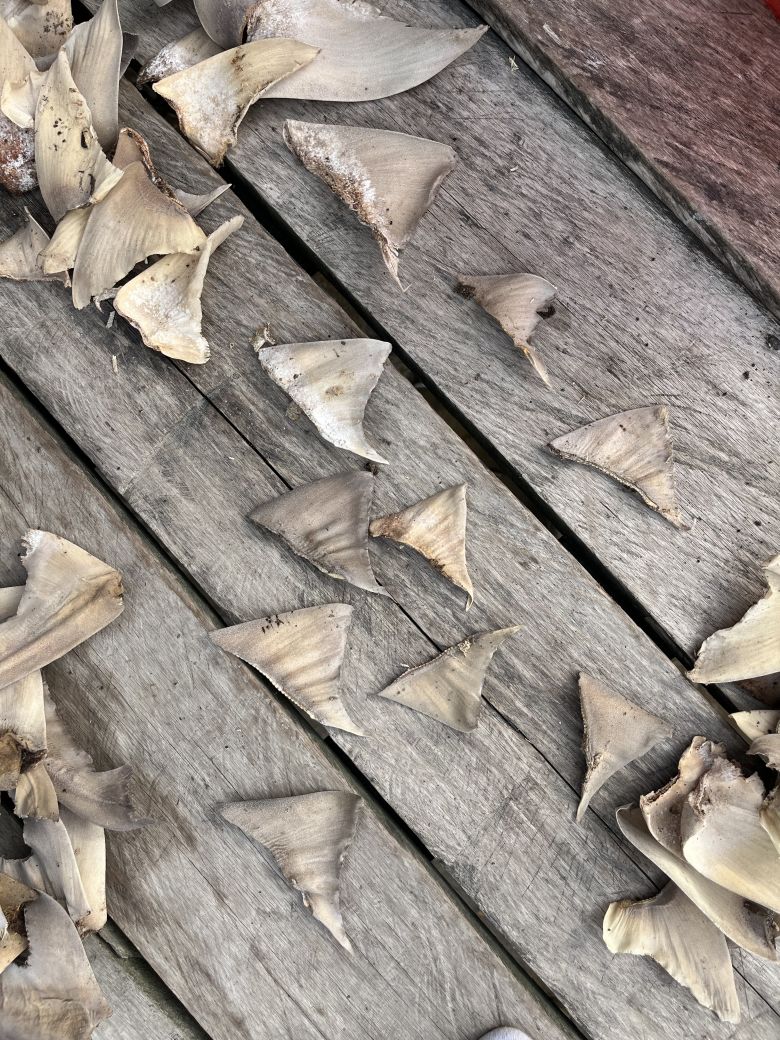 Shark fins drying in North Kalimantan. Researchers analyzed samples and discovered many were from Ganges sharks.
