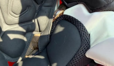 US high school football player finds venomous snake in his helmet