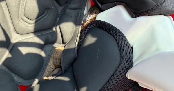 US high school football player finds venomous snake in his helmet