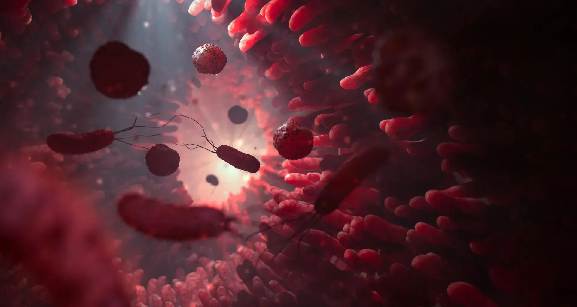 When gut microbes run low on fiber, they may start eating you