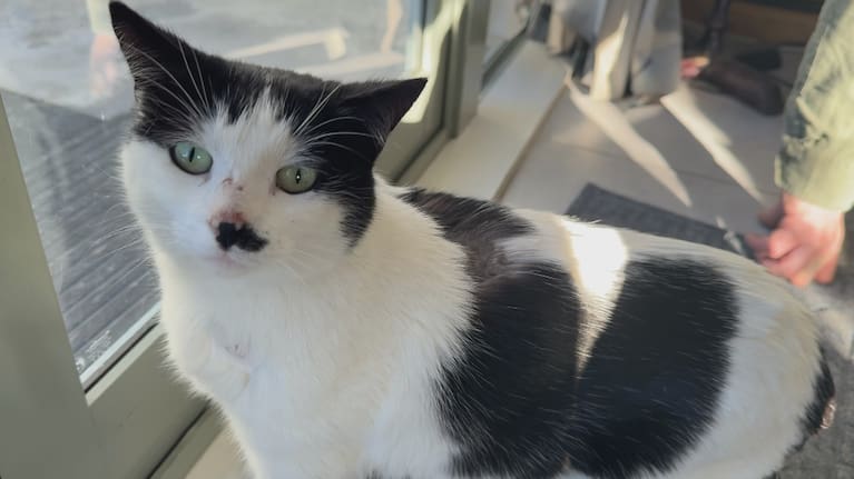 Isabele the cat recovering at home with her family.