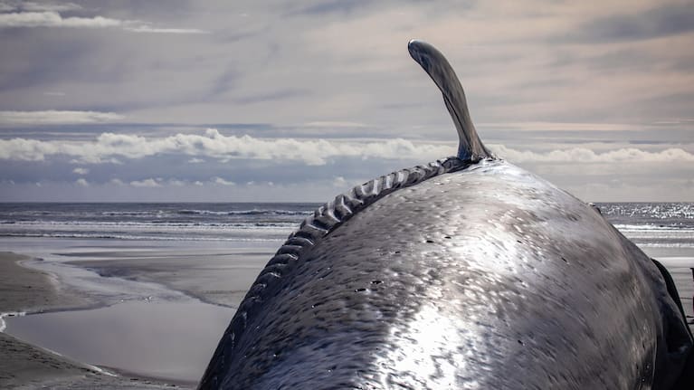 It was estimated the whale weighed 20 tonnes. (Source: Don & Ali Parish Photography)
