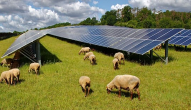 Panels and paddocks: How effective solar farm sheep grazing really is