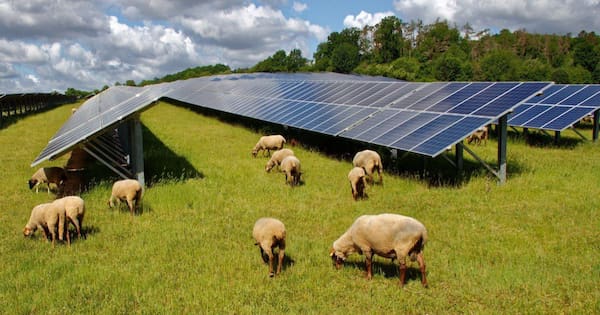Panels and paddocks: How effective solar farm sheep grazing really is