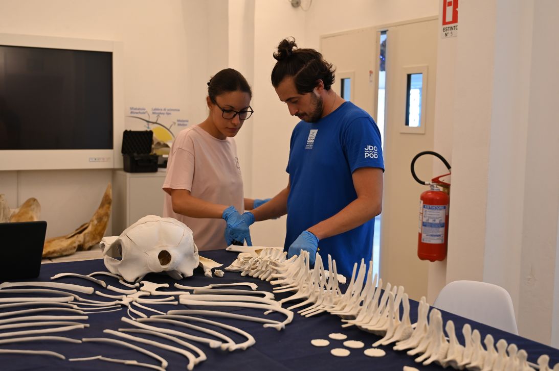 JDC marine biologists study the remains of a wild dolphin
