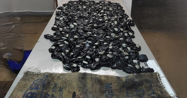 'Greedy' Porirua pāua poacher took 373 times the legal limit