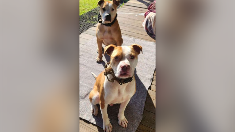 Kai and Jack have been the subject of numerous reports of roaming in Welcome Bay.