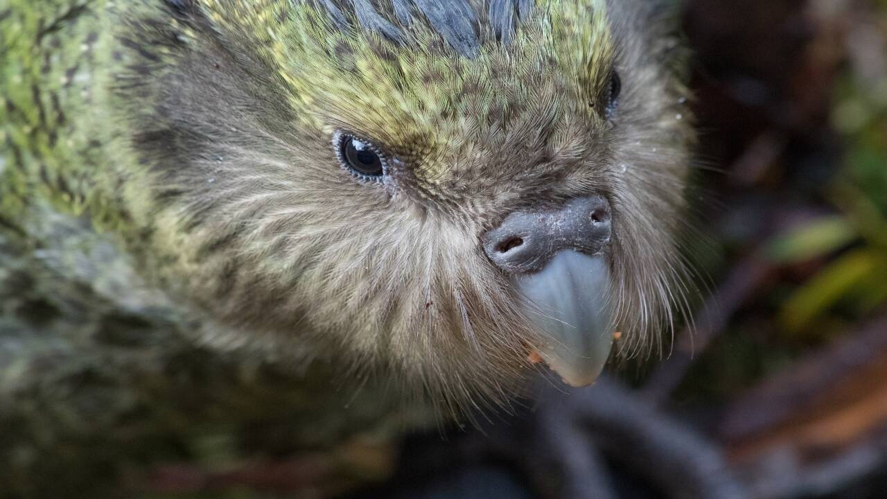 Kākāpō_head (1) (1)