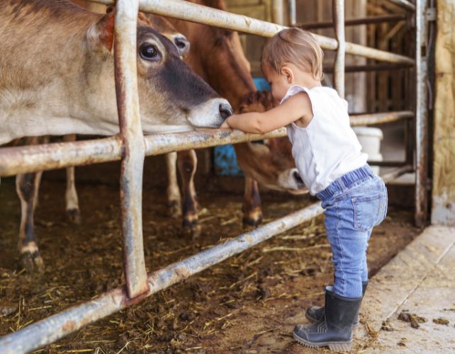 Farm Kids Are Less Prone to Allergies And Asthma. Now Scientists Have Found The Bacteria Responsible.
