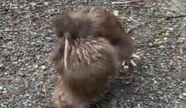 Watch: Rare kiwi fight filmed on Ulva Island