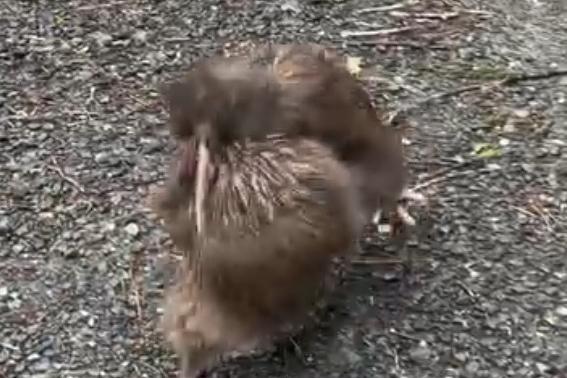 Watch: Rare kiwi fight filmed on Ulva Island