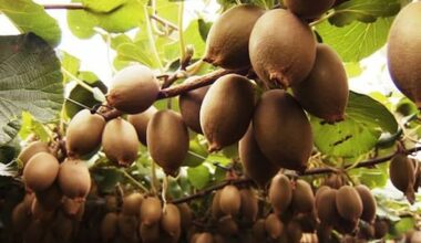 Kiwifruit labour company must pay $400k for exploiting migrant workers