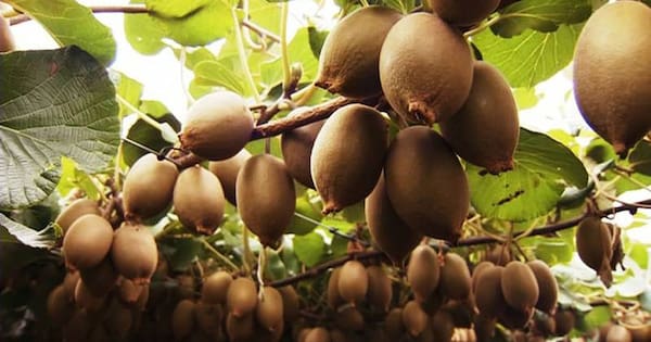 Kiwifruit labour company must pay $400k for exploiting migrant workers