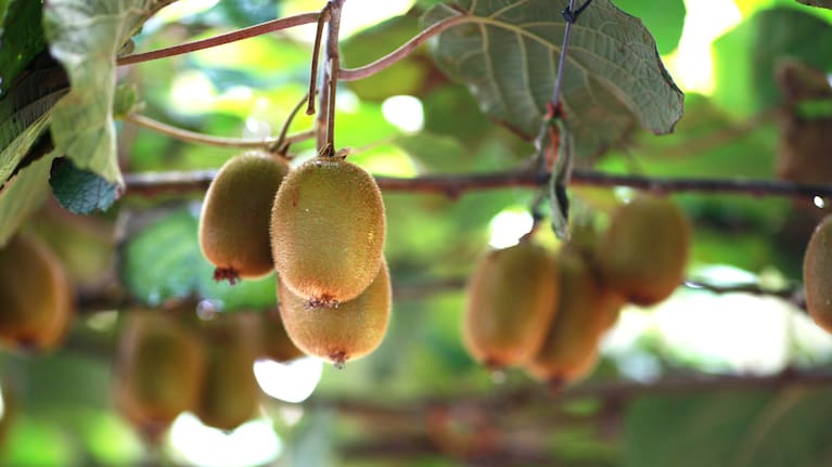 Kiwifruit on the vine. (file image).