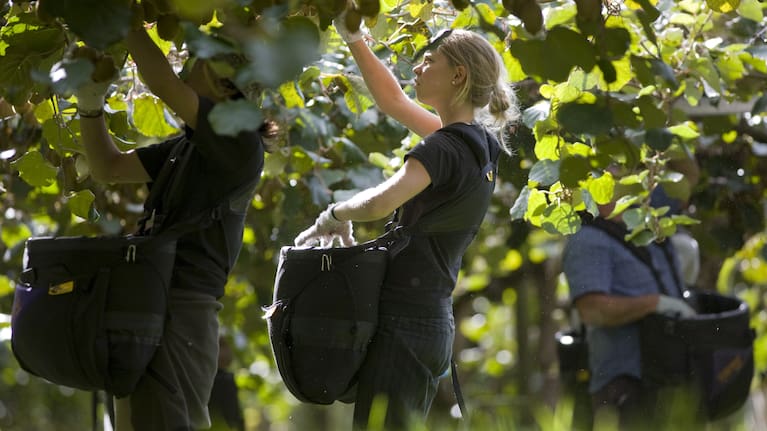 Kiwifruit pickers.