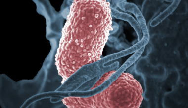 Klebsiella pneumoniae