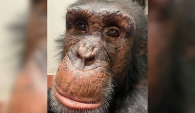 'Sweet-natured' chimp euthanised at Wellington Zoo after fight