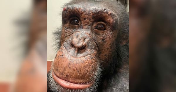'Sweet-natured' chimp euthanised at Wellington Zoo after fight