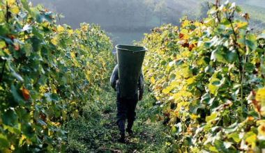 Inland Revenue targets horticulture sector over 'concerning' tax practices